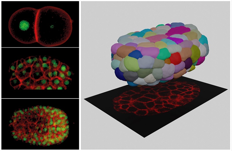 Hong Kong's CityU develops novel computer tool for cellular biology study