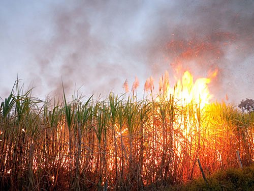 Following cancellation of NOC, standing GM mustard crop was burned in the presence of government officials of Rajasthan