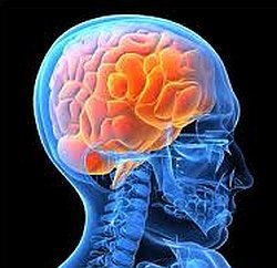 Good news for brain disorder patients - University of Edinburgh, UK; inStem and NCBS, India, setup Center for Brain Development and Repair in Bangalore
