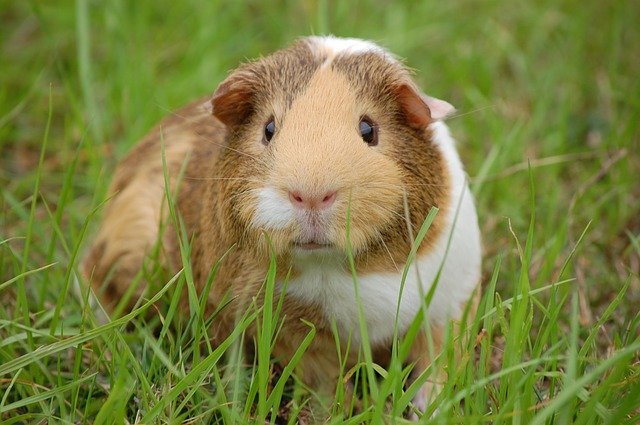 Volunteers or Guinea pigs? Clinical trials have always been a controversial topic for mainstream media. The need of the time is to have a balanced debate on the issue